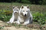 SIBERIAN HUSKY 344